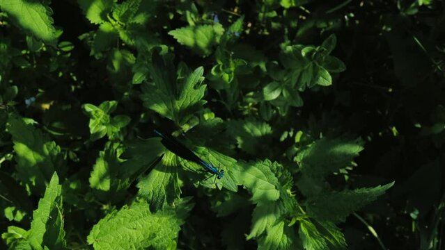 une libellule se pose sur une feuille