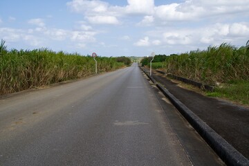 Fototapeta na wymiar A long straight road between sugar cane fields