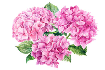 Pink hydrangea flowers, watercolor botanical painting. Floral design