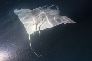 manta eating plancton at night