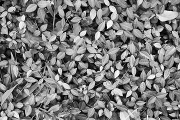 leaves in black and white 