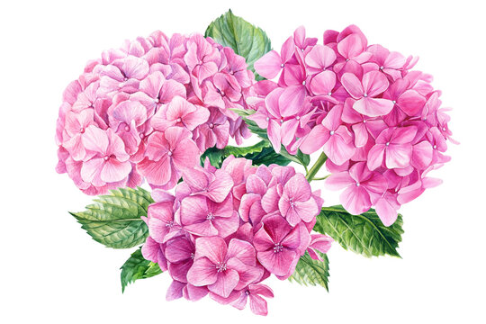 recommend clip art: Pink hydrangea flowers, watercolor botanical painting. Floral design