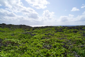 Fototapeta na wymiar A view of the reef area with thick vegetation on Irabu Island