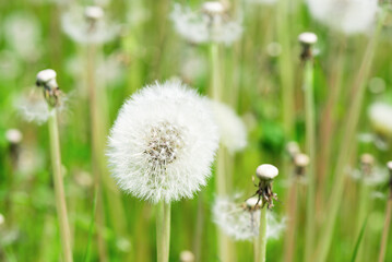 White dandelion flowers on grass background.