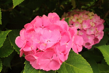 満開のピンク色アジサイ