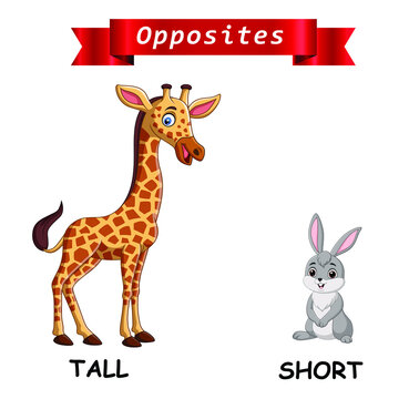 Tall Short Images – Browse 36,253 Stock Photos, Vectors, and Video