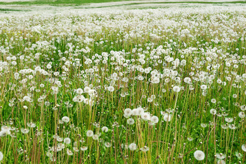 Field of white dandelion flowers.