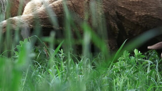 A Low Angle Close Up Shot Of Sheep, Eagerly Grazing  Some Fresh Clover In The Field.