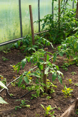 A tomato growing in a greenhouse in a village.