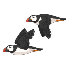 Set of color illustrations with flying puffin bird. Isolated vector objects on a white background.