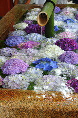 紫陽花で満たされた手水所