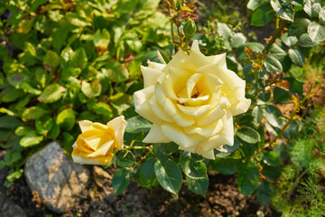 Fototapeta premium żółta róża