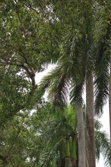 trees in the forest