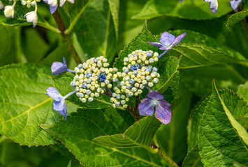 公園のガクアジサイ