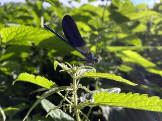 Синяя стрекоза в лучах заходящего солнца на листе крапивы