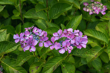 紫陽花公園