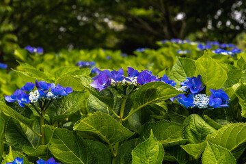 公園のガクアジサイ