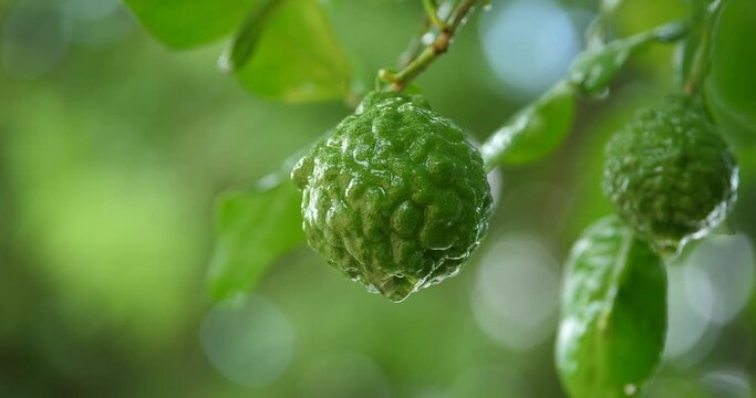 bergamot with water droplets in the rainy season, Fresh bergamot fruits on the tree.
