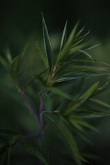 Naturblumen