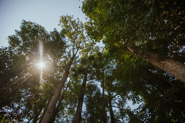 Fototapeta premium Wald