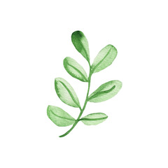 Obraz premium Watercolor hand drawn green leaves. Botanical textured leaves isolated on white background. Good for wrapping paper, pattern elements, summer design etc.