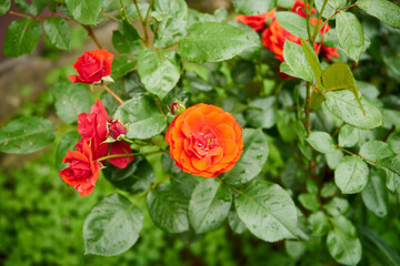 czerwone róże po deszczu 