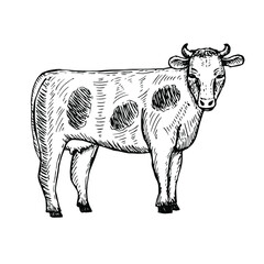 Cow vector illustration, hand drawing sketch