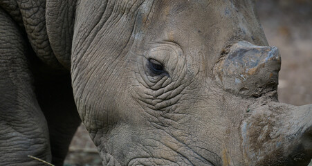 close up eye of  rhinoceros