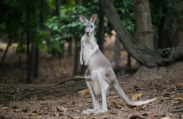 Foto op Plexiglas kangaroo with joey in her pouch © anankkml