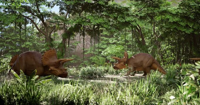 A herd of Triceratops peacefully grazing in a jungle meadow. Jurassic dinosaurs. 3d rendering