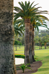 Golf course views at sunset