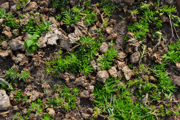 Natureza dual