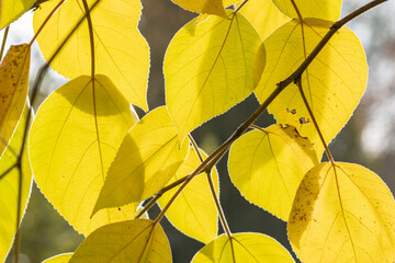 yellow autumn leaves against the light