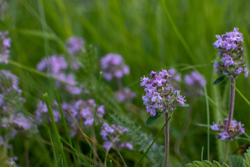 Obraz premium Thyme flowers on field in summertime. Flowering thyme on blurred grass background. 