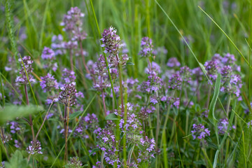 Thyme flowers on field in summertime. Flowering thyme on blurred grass background. 