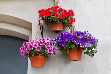 Fototapeta na wymiar Hanging planters with red pink lilac petunia flowers on the facade of the house building. Landscaping landscaping of cities.