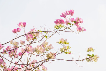 Bougainvillea high angle background pink