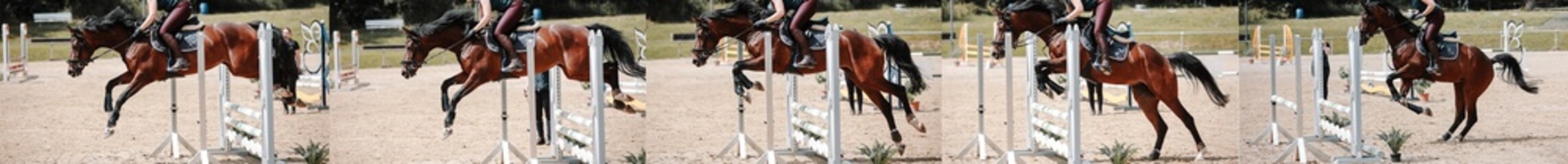 Horse, jumping horse, series of photos when jumping over an obstacle..