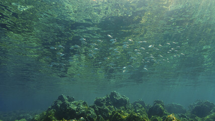 Underwater photography art of a school of fish at the surface in beautiful light. From a scuba dive.