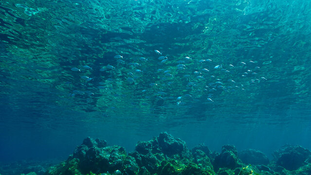 Underwater photography art of a school of fish at the surface in beautiful light. From a scuba dive.