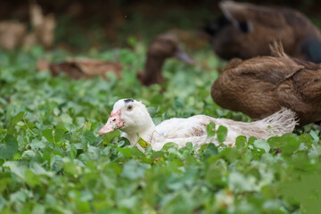 The white goose is sleep and rest in summer at garden