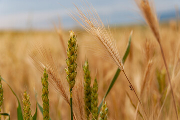 Cereal en pleno proceso