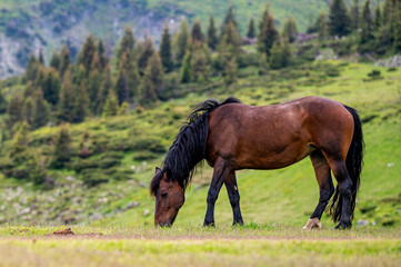 Beautiful horse in a mountain meadow. Rodna Mountains, Carpathians, Romania.