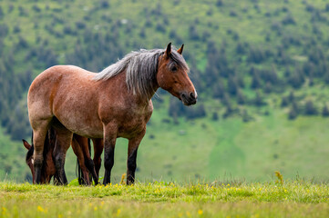 Beautiful horse in a mountain meadow. Rodna Mountains, Carpathians, Romania.