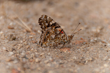 MARIPOSA fotogénica