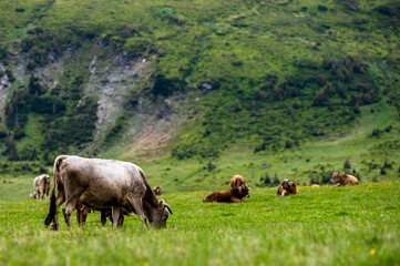 Naklejka premium Cows in a mountain meadow. Rodna Mountains, Carpathians, Romania.