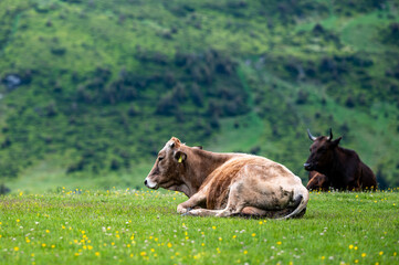 Cows in a mountain meadow. Rodna Mountains, Carpathians, Romania.