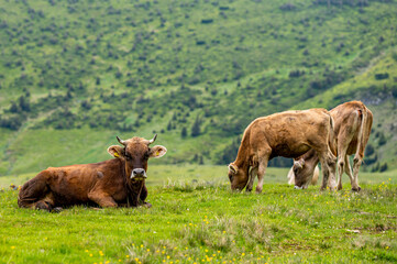 Fototapeta premium Cows in a mountain meadow. Rodna Mountains, Carpathians, Romania.