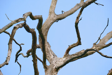 Bare tree trunk with branches