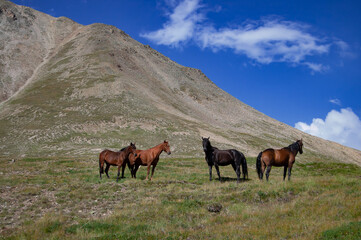 Wild horses in the Caucasus mountains. Elbrus region, Kabardino-Balkaria, Russia.
